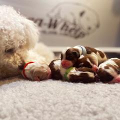 Cavachon, Cavalier King Charles Spaniel, and Cavapoo Puppies from LierChonPoo