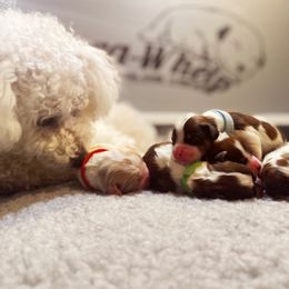 Cavachon, Cavalier King Charles Spaniel, and Cavapoo Puppies from LierChonPoo