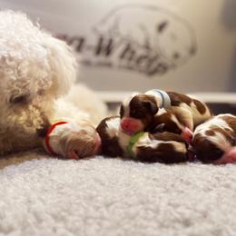 Cavachon, Cavalier King Charles Spaniel, and Cavapoo Puppies from LierChonPoo