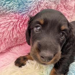 Ty (Red) - Black and tan male Dachshund puppy in Humble, Texas from Foley Dachshunds
