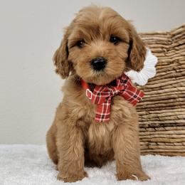 Maisie - Apricot female Goldendoodle puppy in Temecula, California from Oodles O'Doodles