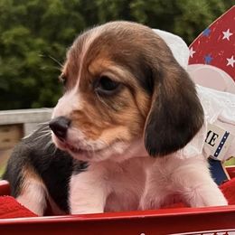 Beagles from Double X Beagles