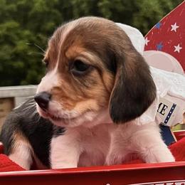 Beagles from Double X Beagles