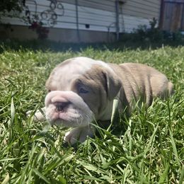 Athena - Fawn and white female Bulldog puppy in Tremonton, Utah from Snuggle Pups