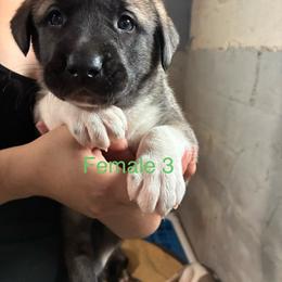 Girl 3 - Fawn female Anatolian Shepherd Dog puppy in Daggett, Michigan from T&S Anatolians