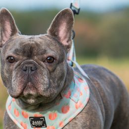Peaches - French Bulldog