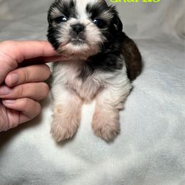 Charlie (potentially available soon) - Gold and white male Shih Tzu puppy in California from Fairy Tails Shih Tzus CA