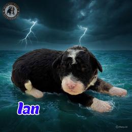 Ian - Tri-color male Bernedoodle puppy in Banner Elk, North Carolina from Walnut Tree Bernedoodles