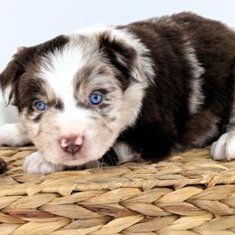 Burton - Red merle male Australian Shepherd puppy in Plantersville, Texas from Jak Se Auss