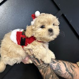 Grizz - Cream and white male Shih Tzu puppy in Rockmart, Georgia from Sonya Garrett