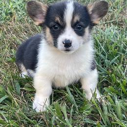 Ivy - Black and tan female Pembroke Welsh Corgi puppy in Mount Carmel, Tennessee from Hidden View Farm