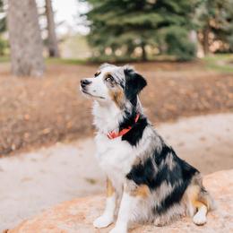 Boone - Miniature Australian Shepherd
