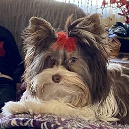 Matira - Yorkshire Terrier