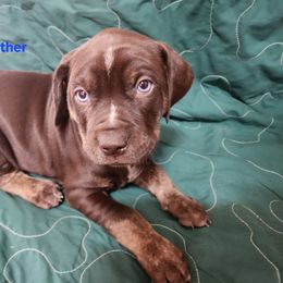 Catahoula Leopard Dog Puppies from OpenGate Catahoulas