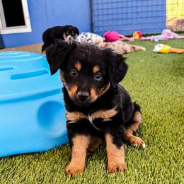 Raven - Black tri female Miniature Australian Shepherd puppy in Apache Junction, Arizona from Circle T Mini Aussies
