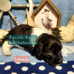 Dachshund Puppies from Facin East Dachshunds