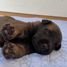Dark Male (reserved - next litter Oct) - Red sable male Belgian Malinois puppy in Dallas, Texas from Kaizen Ruach Malinois