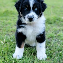 Australian Shepherd and Great Pyrenees Puppies from Naches Heights Ranch