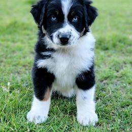 Australian Shepherd and Great Pyrenees Puppies from Naches Heights Ranch