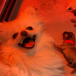 Pomeranians from Dignified Poms