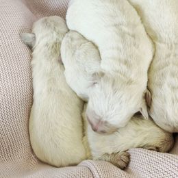 Pick 3 - Light golden female Golden Retriever puppy in Deer Lodge, Tennessee from SelahGold