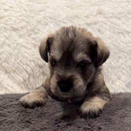 Lime green collar - Salt and pepper male Miniature Schnauzer puppy in Hiddenite, North Carolina from Beyond Blessed Pawz