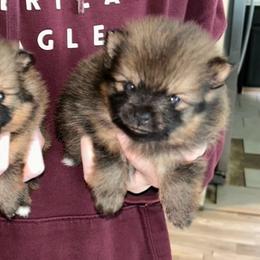 Pepper - Orange sable female Pomeranian puppy in Zavalla, Texas from Precious Puff Poms