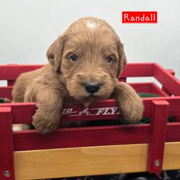 Randall - Red  male Goldendoodle puppy in Neillsville, Wisconsin from Granton Creek
