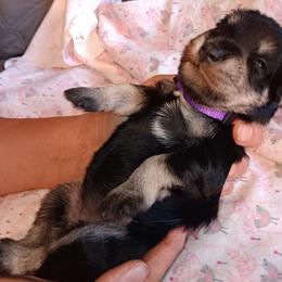 Miniature Schnauzer Puppies from Shenandoah Schnauzers