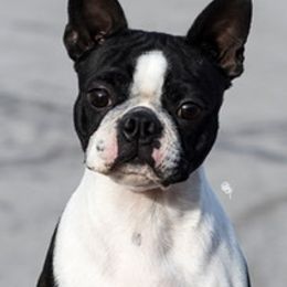 Border Collie, Boston Terrier, and Cairn Terrier All Grown Up from Stoneridge kennel