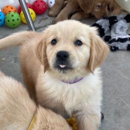 Purple collar female from Peggy - Golden female Golden Retriever puppy in Yucaipa, California from Blessed Goldens