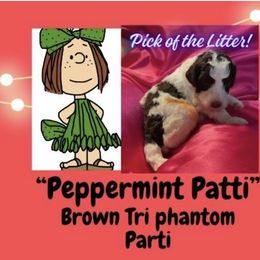 Peppermint Patti - Phantom female Poodle puppy in Pocatello, Idaho from Snugglebear Moyen Poodles of SE Idaho