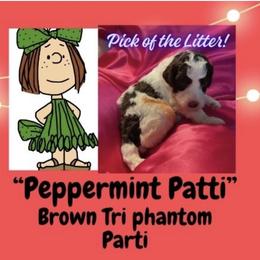 Peppermint Patti - Phantom female Poodle puppy in Pocatello, Idaho from Snugglebear Moyen Poodles of SE Idaho