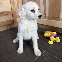 Locket - White and lemon female Dalmatian puppy in Sedalia, Missouri from Missouri Dalmatians