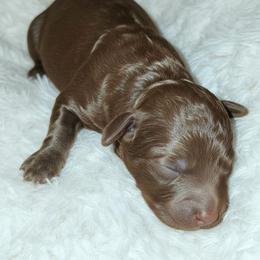 Bronco - Brown male Shihpoo puppy in Macon, Georgia from Shipoo Lane