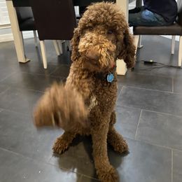 Zelda - Poodle