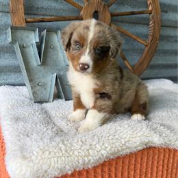 Maxwell - Red merle male Miniature Australian Shepherd puppy in Checotah, Oklahoma from Wild Outlaw Aussies