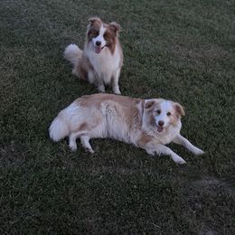 Emerald - Red female Border Collie puppy in Hopedale , Ohio from Whipple Farms
