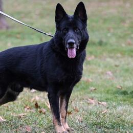Veron - German Shepherd