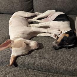 Rat Terrier Puppies from Pets Are Priceless Ratties