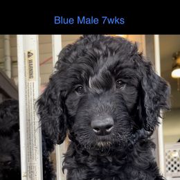 Blue - Black Goldendoodle puppy in Spokane, Washington from A1Doodles