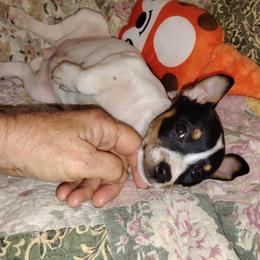 Mrs Groucho - White black and tan female Rat Terrier puppy in Mariposa, California from Usona Rat Terriers