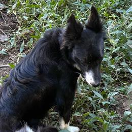 Dorie - Border Collie