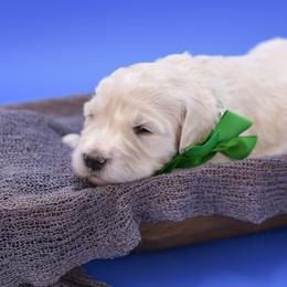 Edward green collar - Cream male Goldendoodle puppy in Lexington, North Carolina from Deborah’s Doodles