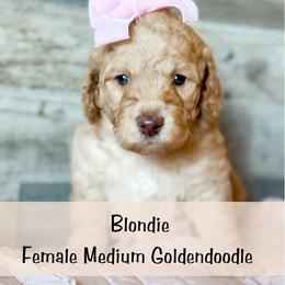 Spot 5 - Apricot female Goldendoodle puppy in Redmond, Oregon from Bourbon and Lace Doodles