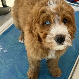 Bernedoodle Puppies from Palmetto Bernedoodles Boutique