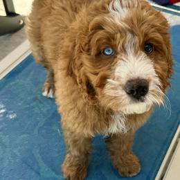 Bernedoodle Puppies from Palmetto Bernedoodles Boutique