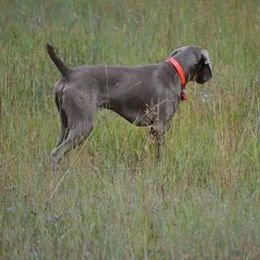 Jake - Weimaraner