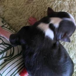 Johnny Dep - Black and white male Chihuahua puppy in Red Bluff, California from Aye Chihuahua