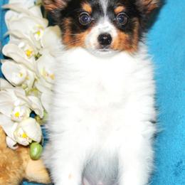 Spuds - White black and tan male Papillon puppy in Neosho, Missouri from Ms. Barbs Puppies